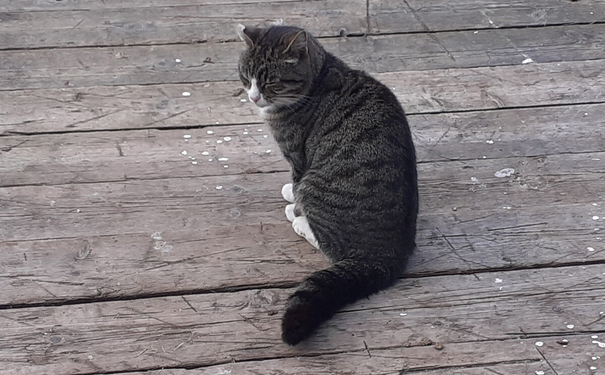 Дизель еще не знает, что скоро у него будет конкурент