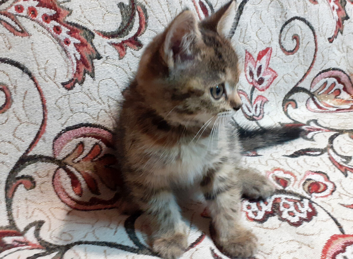 МНаша малышка Моника