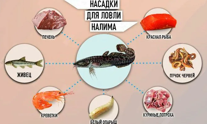 Как ловить налима зимой? Особенности рыбалки