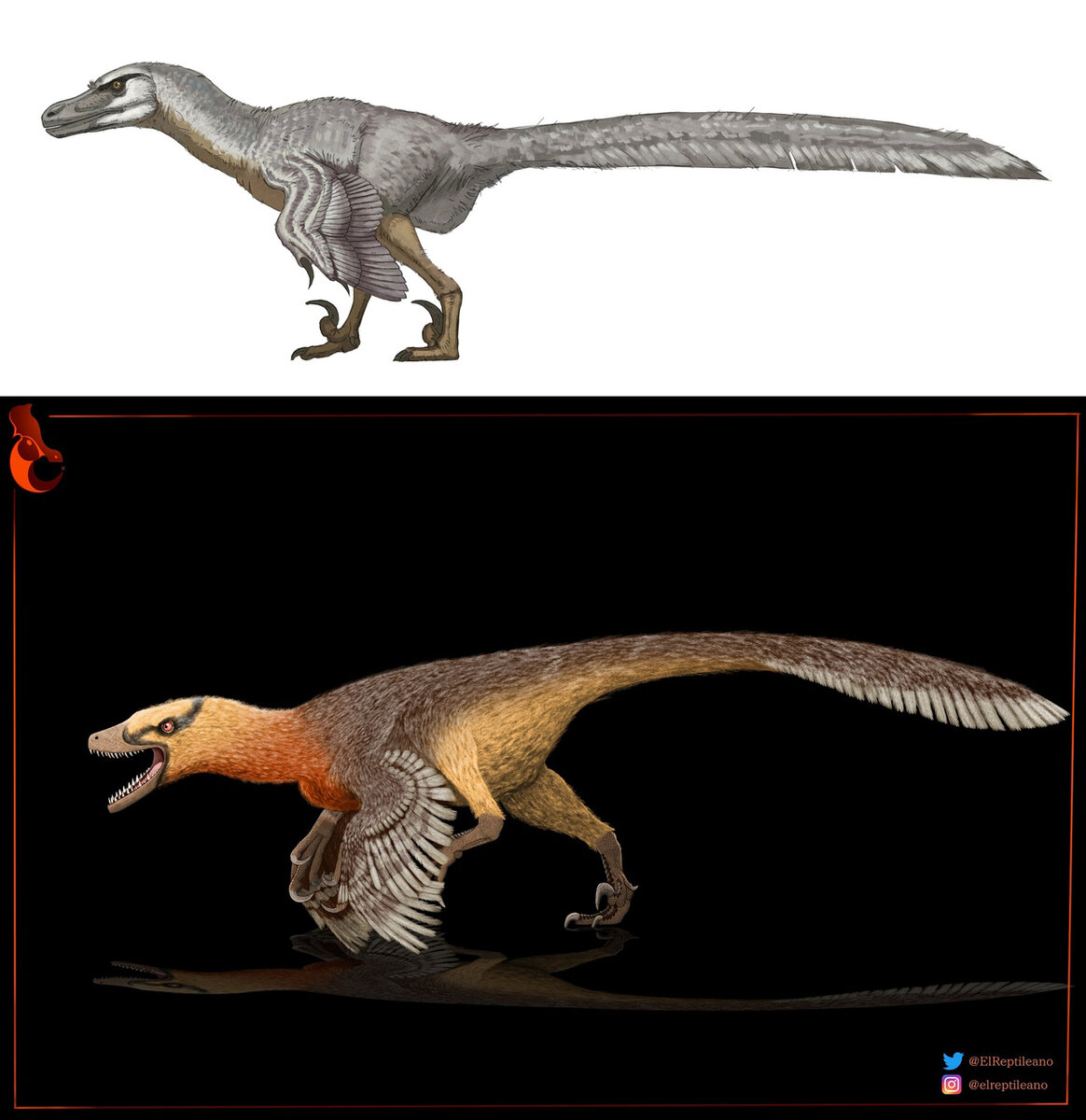 Велоцира́птор (Velociraptor) – «Парк юрского периода» vs реальность. |  Paleo-end-arthropods (Доисторическая фауна и членистоногие) | Дзен