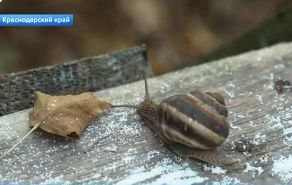 Из таких улиток, выращенные на ферме в Краснодарском крае, готовят экзотические блюда. Источник "улиточных " иллюстраций: стоп-кадры телесюжета 1-го канала.