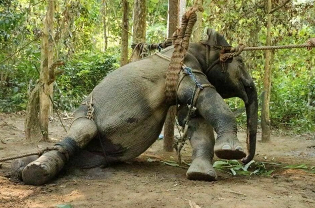 Маленький слоненок беспечно гулял по саванне со своей матерью. Но однажды их настигли браконьеры, охотившиеся за слоновыми бивнями.
