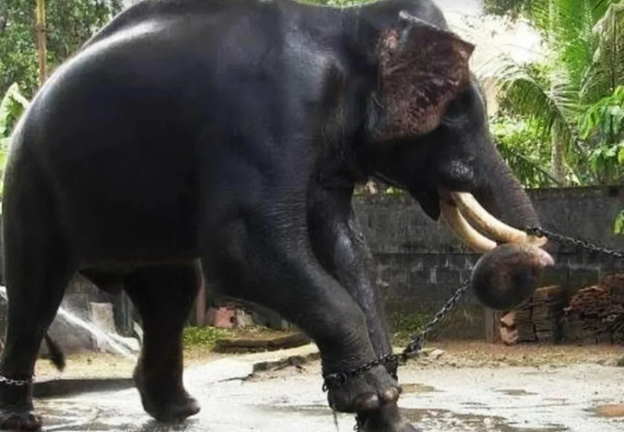 Маленький слоненок беспечно гулял по саванне со своей матерью. Но однажды их настигли браконьеры, охотившиеся за слоновыми бивнями.-3