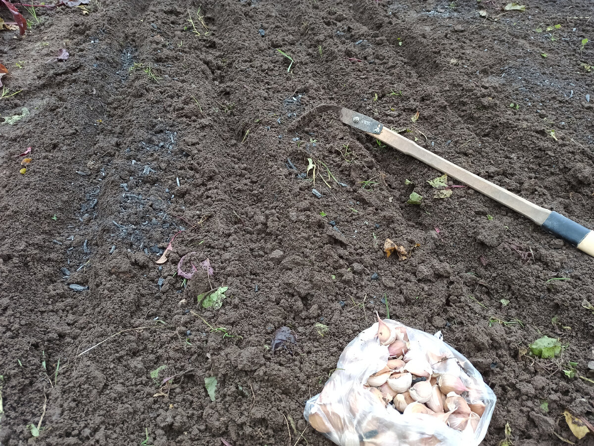 Фото автора. Сажаю чеснок с помощью плоскореза