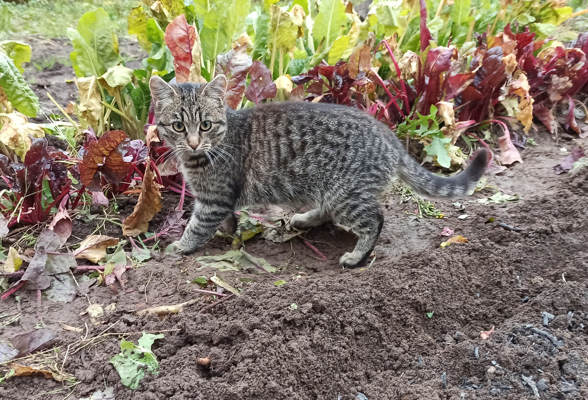 Фото автора. Помощник