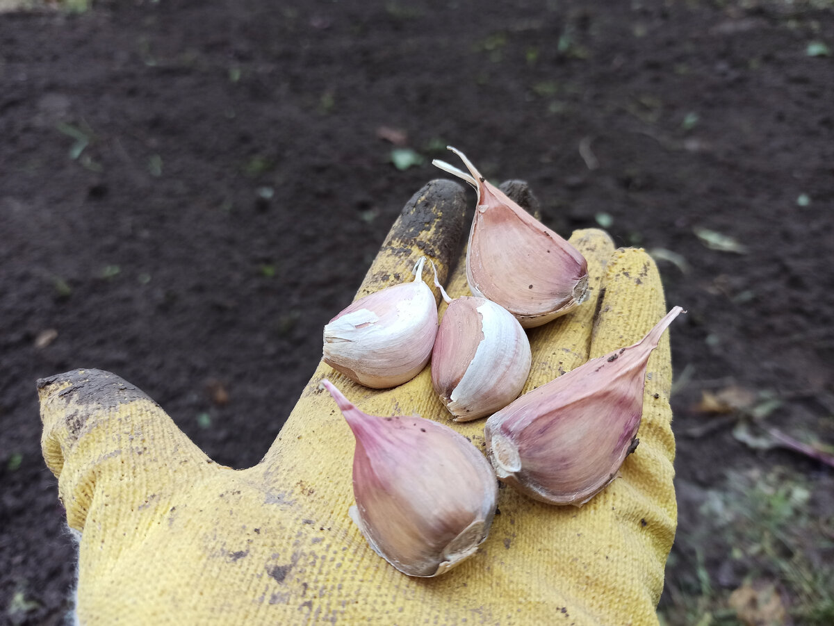 Фото автора. Чеснок озимый