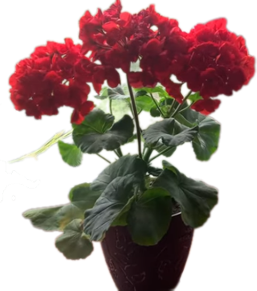 Характеристики Пеларгонии Айнсдейл Дюк