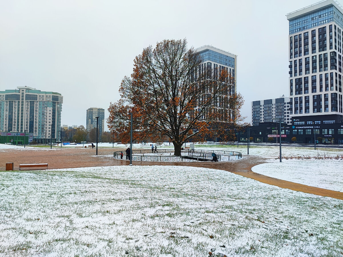 Обнинский дуб