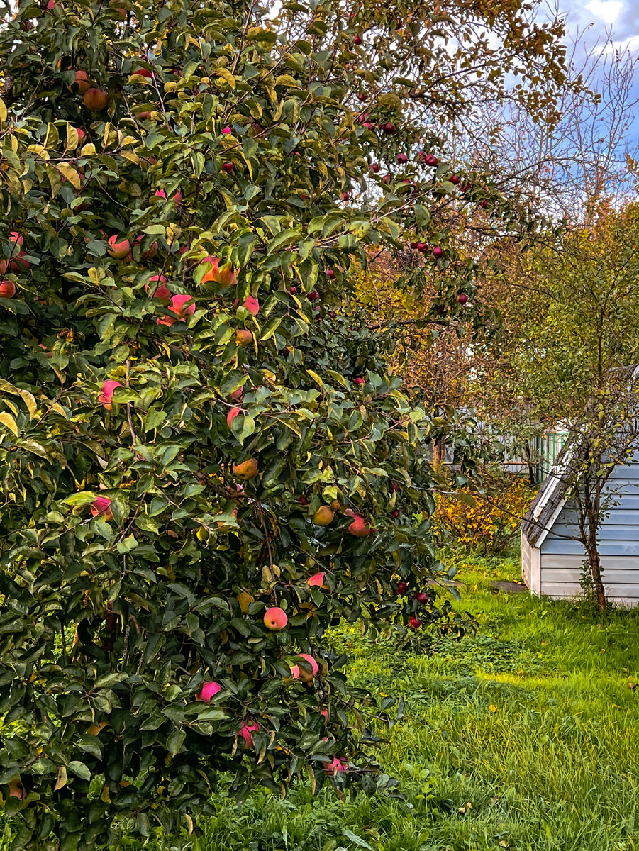 Яблоки в саду 