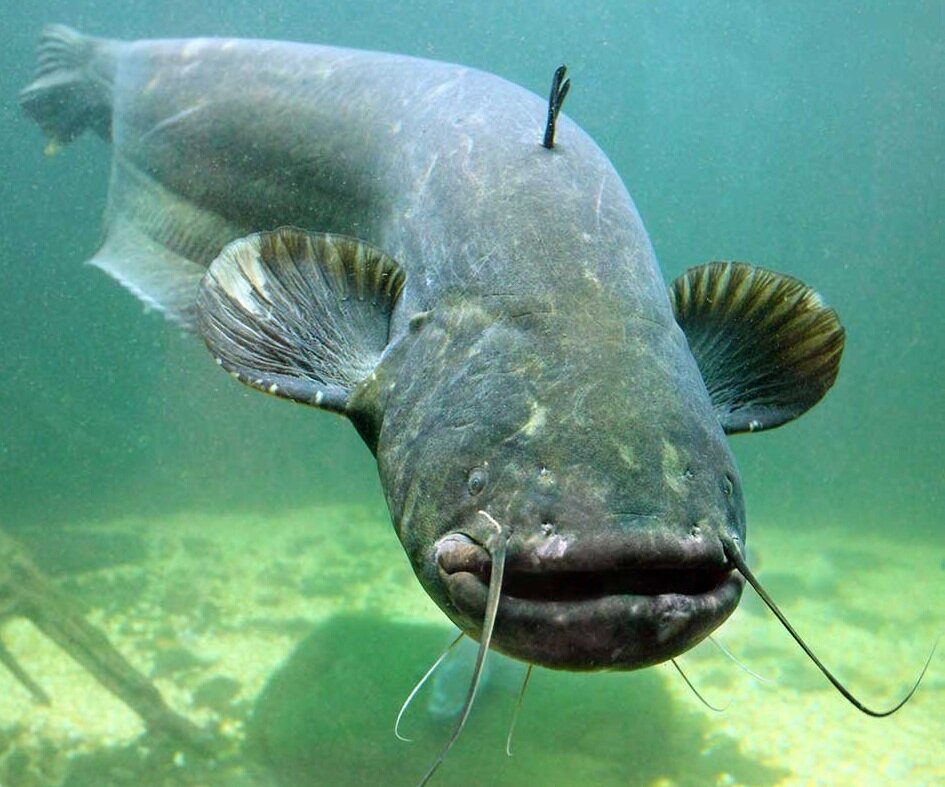 Хитрости при ловле Сома в Ноябре