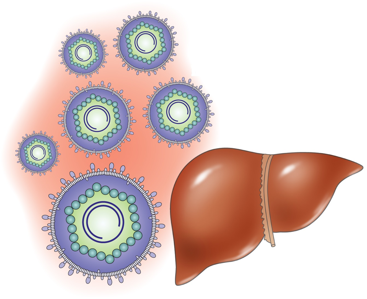 Болит ли печень? Как себя проявляет гепатит – воспаление печени | О  здоровье: с медицинского на русский | Дзен