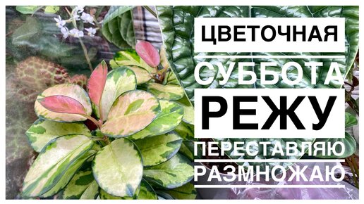 Будни цветовода | провела субботу с пользой | 28.10.2023г.