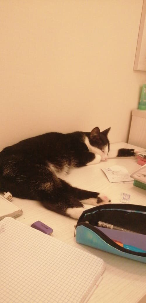 Пиратик делал уроки и уснул)😂