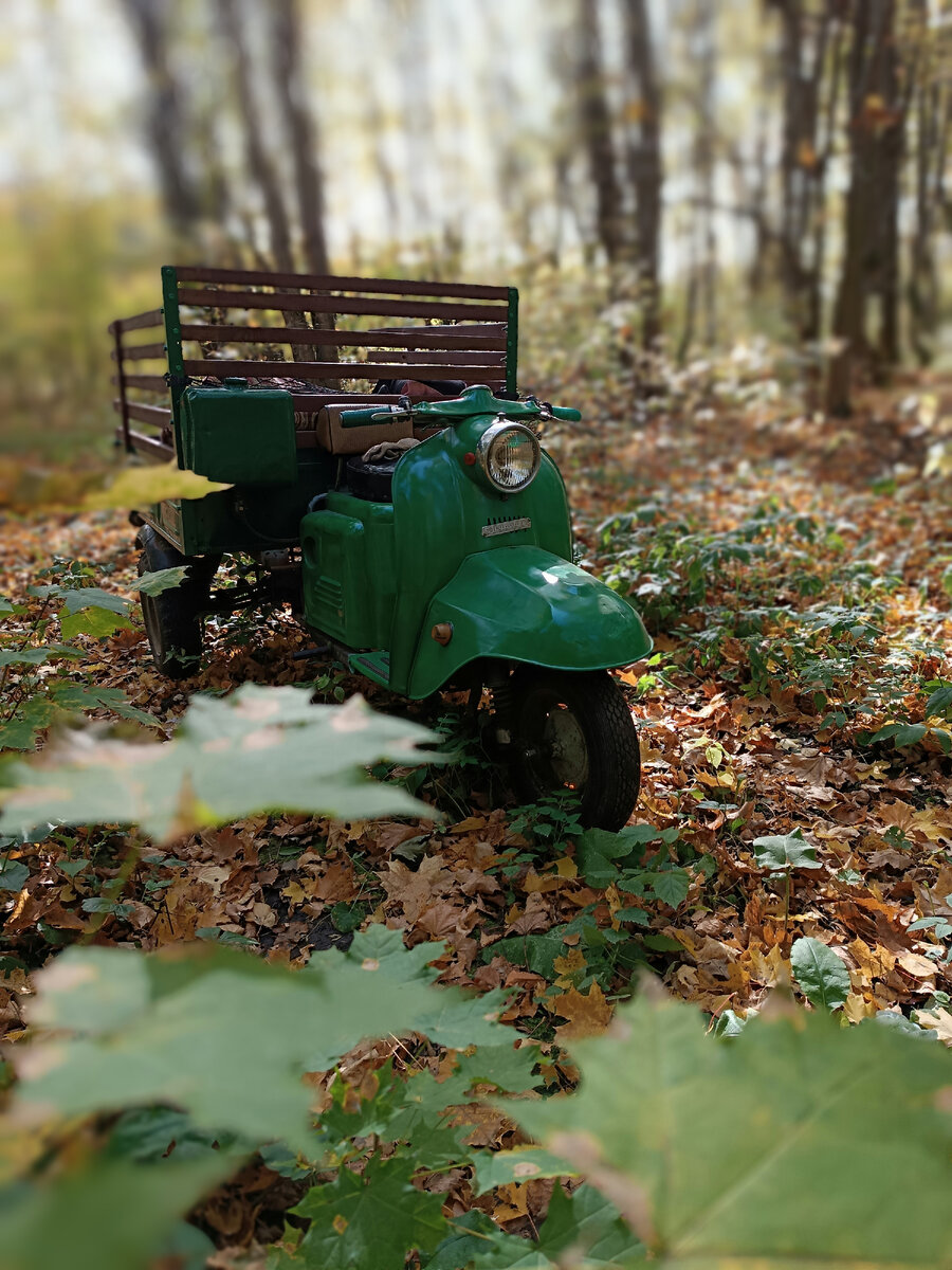 Муравей в осеннем лесу...