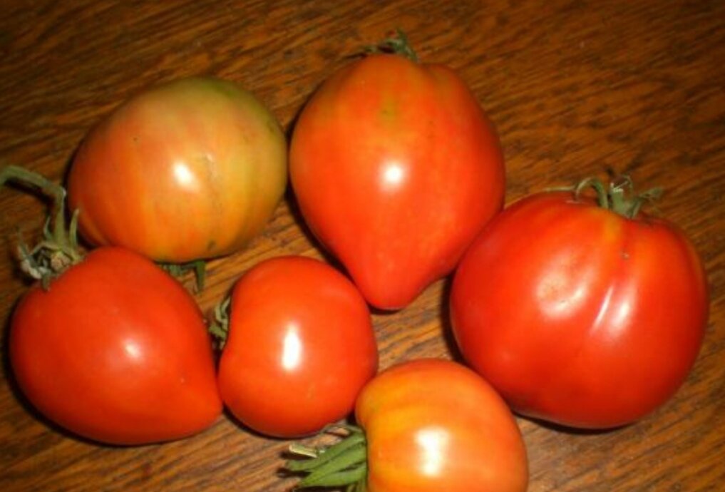 Лучшие томаты прошлого сезона. Какие томаты я продолжу сажать в новом ...