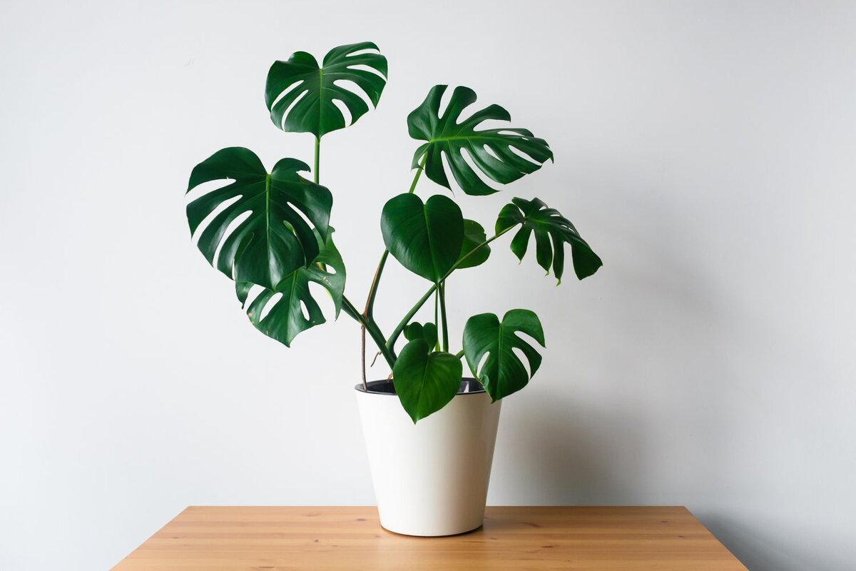 Monstera es una planta popular que puede decorar cualquier interior gracias a sus espectaculares hojas verdes. Hay 37 especies de esta planta. Monstera crece muy lentamente.-3