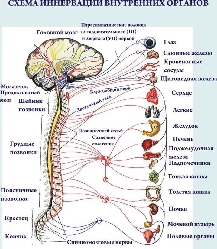 Схема иннервации корешков