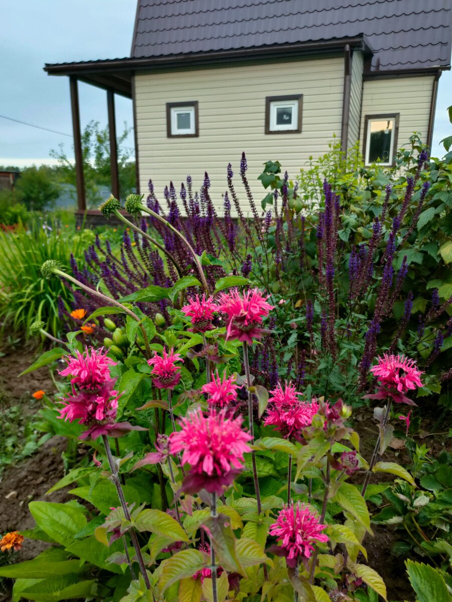 Монарда двойчатая, рядом - Шалфей дубравный