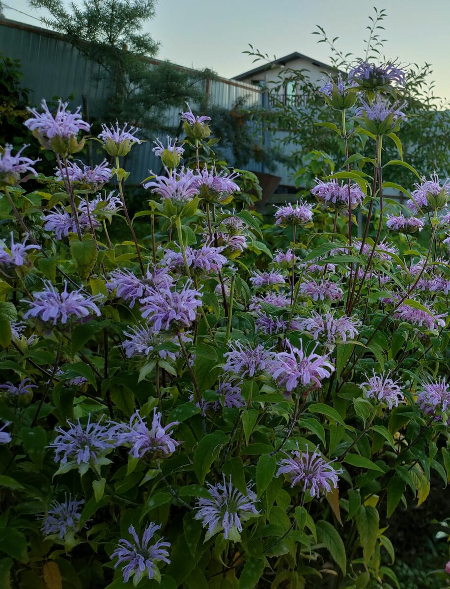 Монарда трубчатая