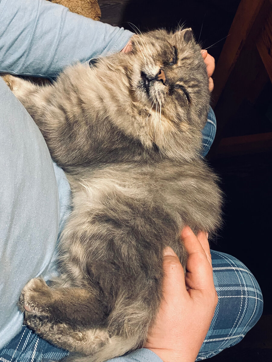 На коленях у Хозяина тоже можно хорошо оттопыриться. Везде фото автора.