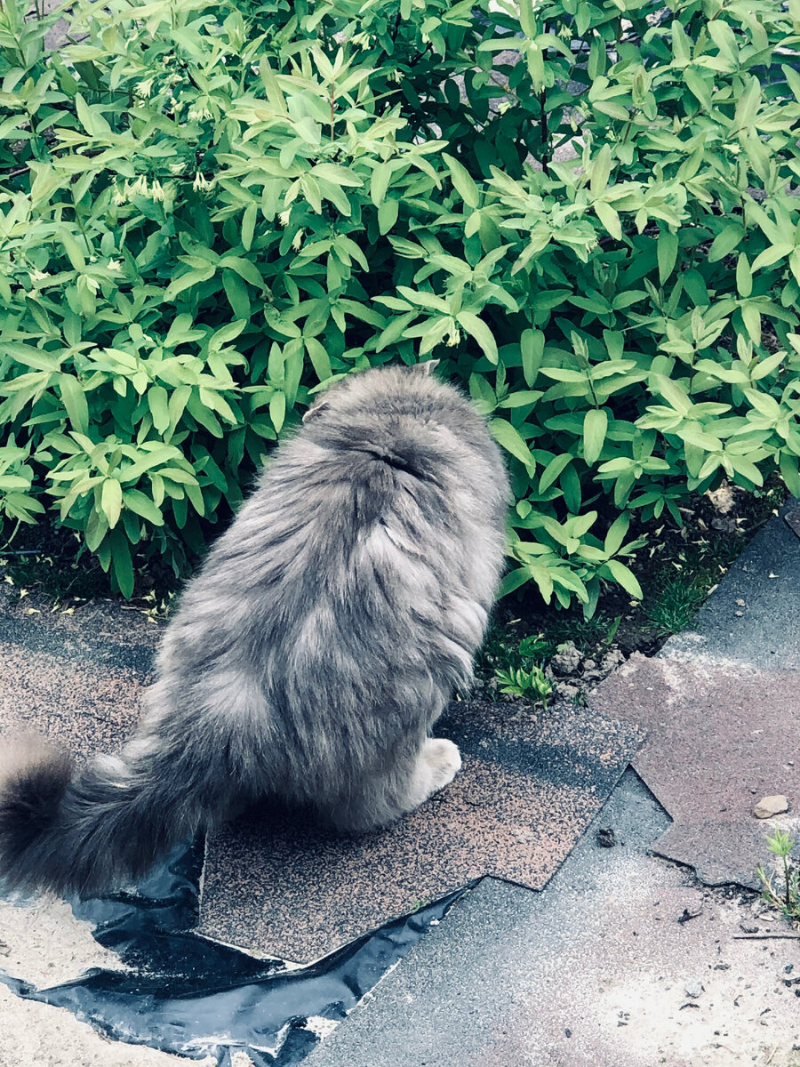 А вдруг в жимолости тоже торковочное место?