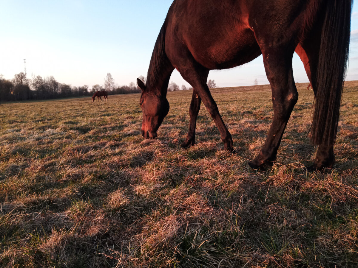 Для лошадей, имеющих доступ к пастбищам дегельминтизация в межсезонье наиболее актуальна. Фото из личного архива.