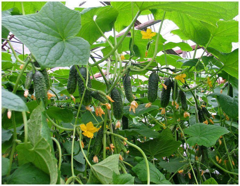 Огурец f1 хит сезона. Куст огурца. Огурец растет на кусте. Много огурцов на кусте