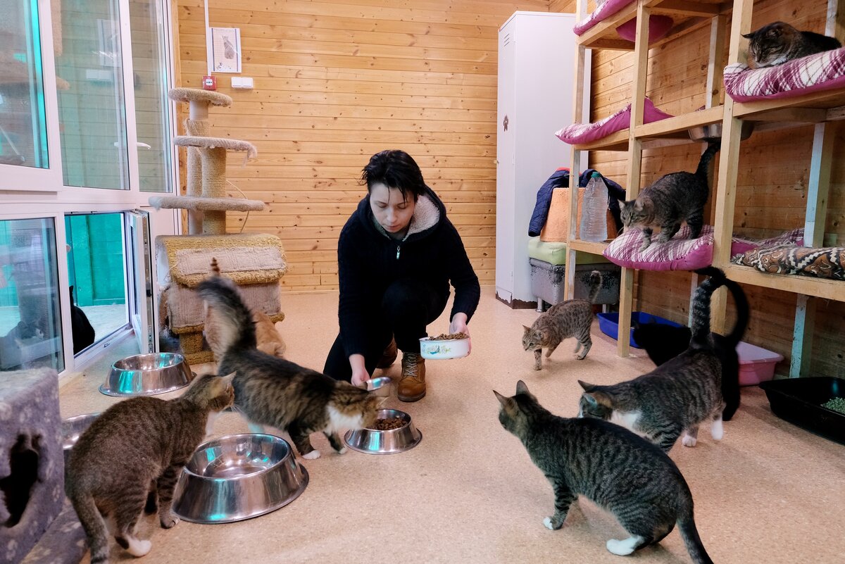 приют для кошек в санкт петербурге взять котенка