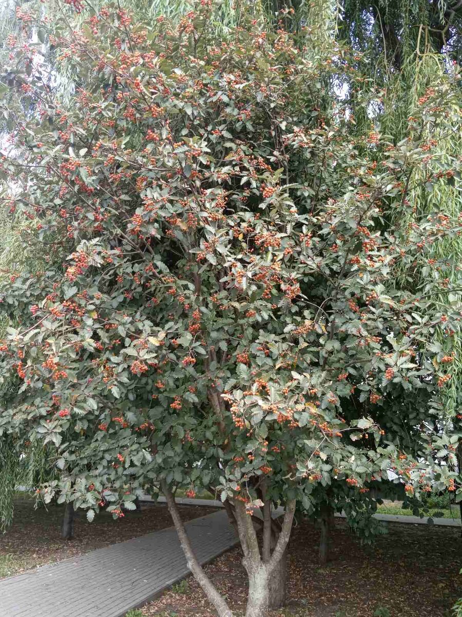 Неизвестное дерево с неизвестными плодами. Фото автора.