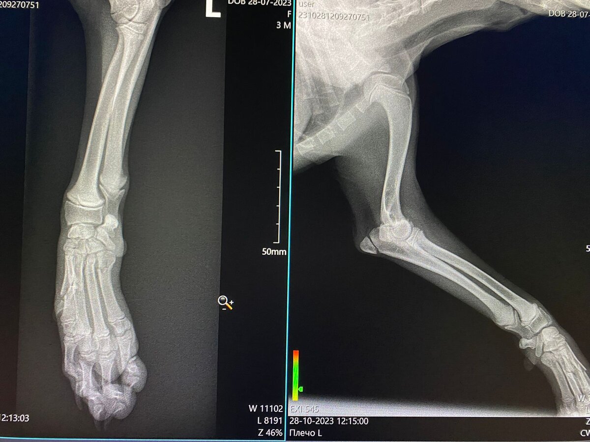 рентгеновский снимок лапки Пумы
