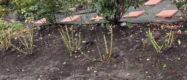 ЧАЙНО-ГИБРИДНЫЕ РОЗЫ