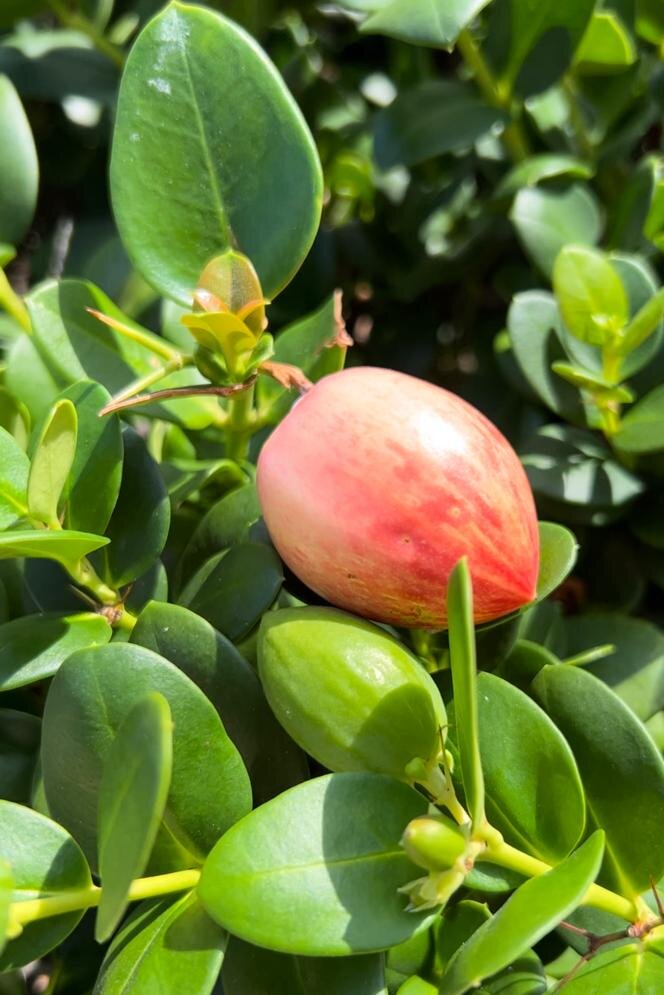 Тропическая слива. Южный плод личи. Икако кокосовая слива. Тропическая слива икако. Тропическая слива.