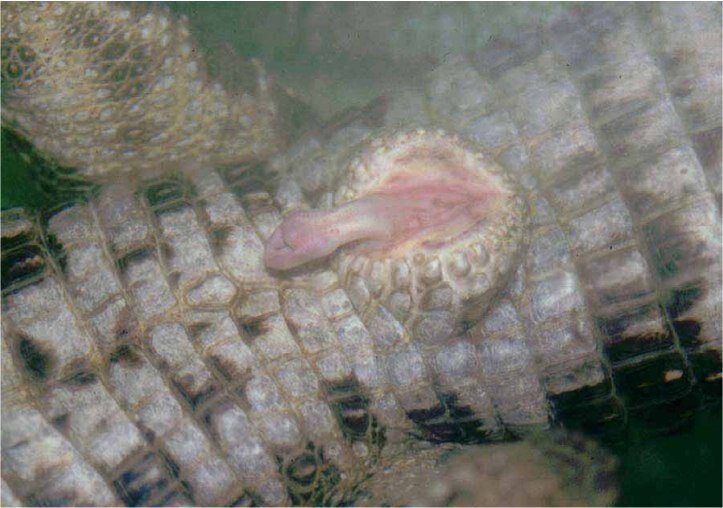 пенис гладколобого каймана