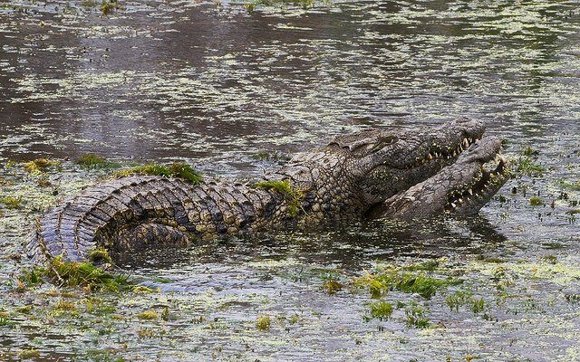 спаривание крокодилов