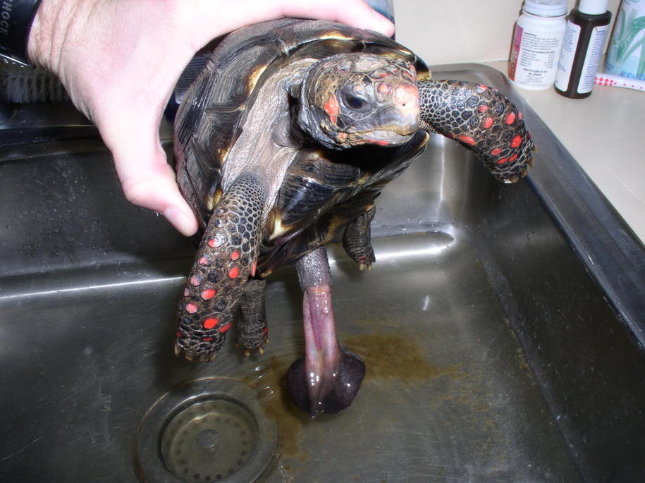 пенис угольной черепахи