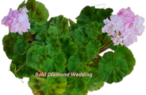 Bold Diamond Wedding