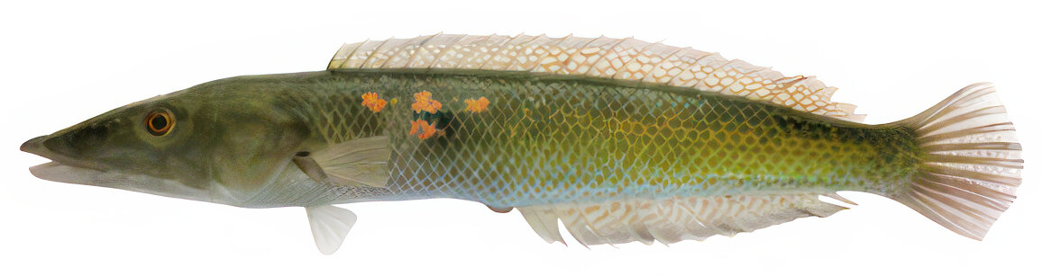Cheilio inermis