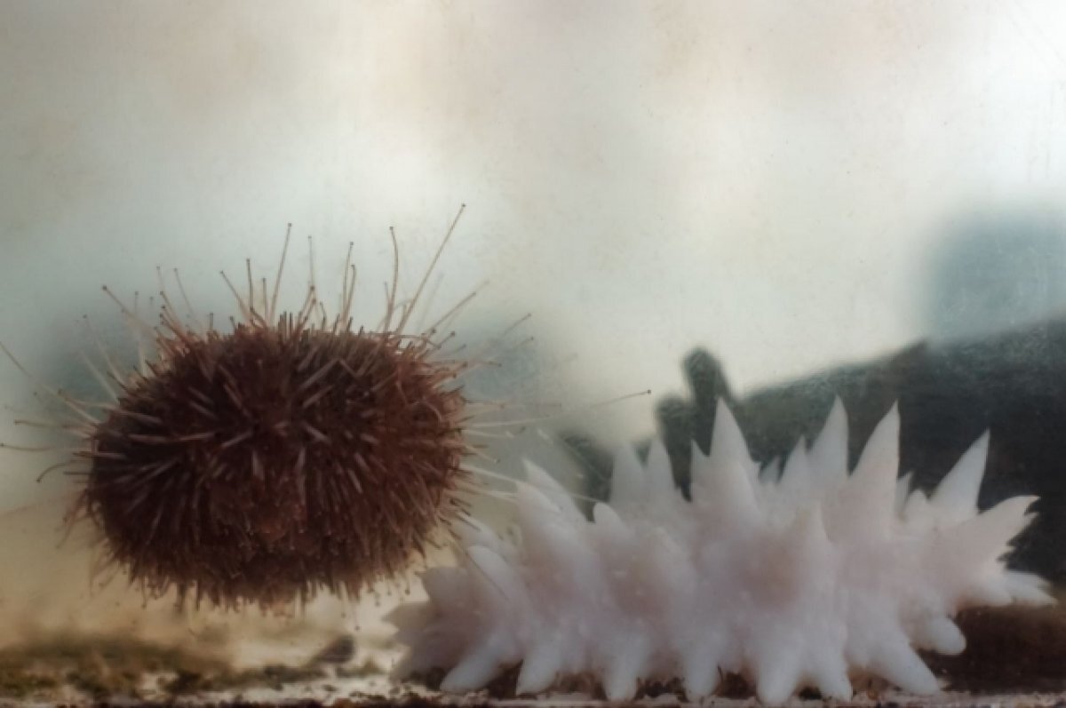    Приморские учёные планируют получить потомство трепангов-альбиносов