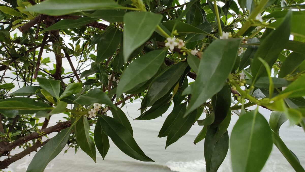 Там за ветками волнуется Тихий океан. Вид с набережной, Лима, Перу октябрь 2023