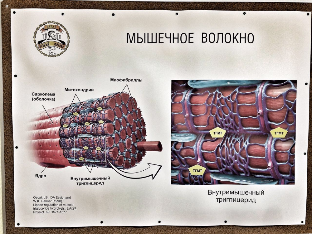 В защиту маленьких