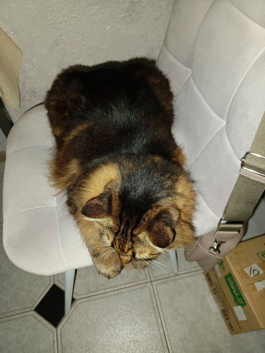 Буханка кота