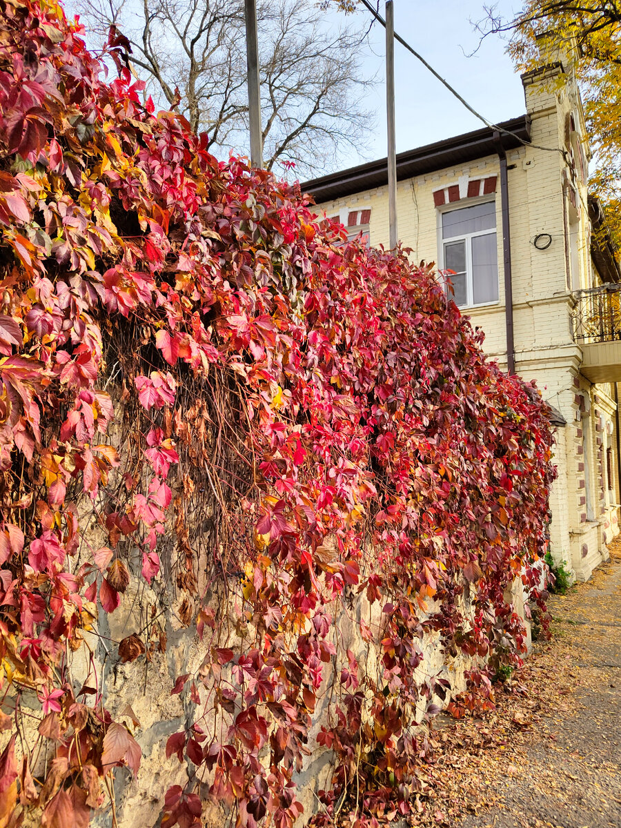 Осеннее убранство старого каменного забора в Пятигорске