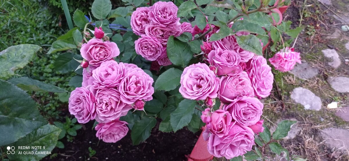 фото Виолетты