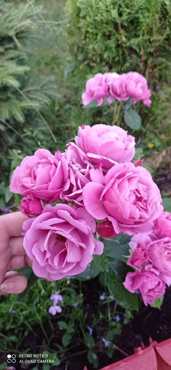 фото Виолетты