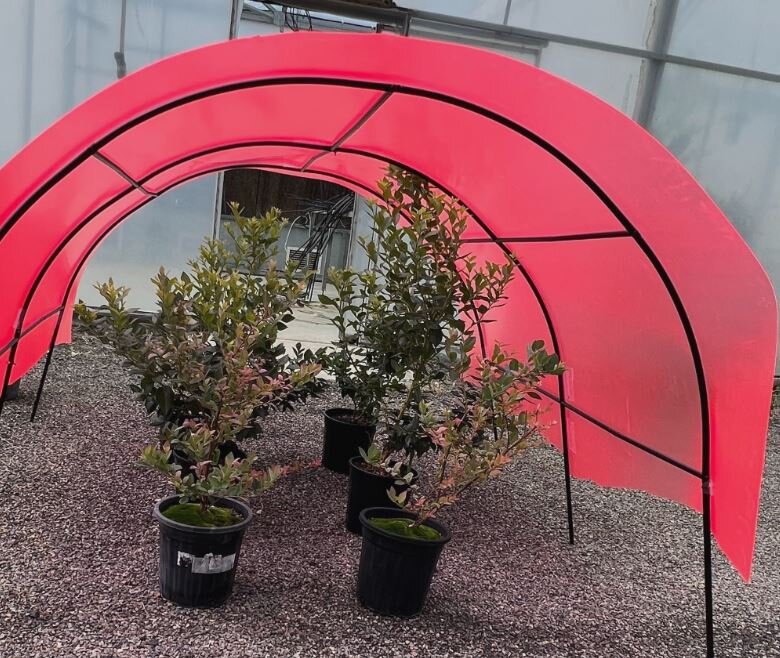    Поликарбонатные пленки для теплиц и парников наделили светодиодным эффектом