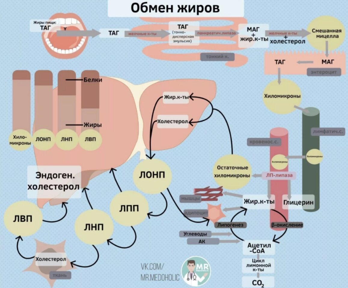 НОРМАЛЬНАЯ ФИЗИОЛОГИЯ ЖИРОВОГО ОБМЕНА | КЛИНИЧЕСКАЯ ФИЗИОЛОГИЯ СТРОЙНОСТИ |  Дзен