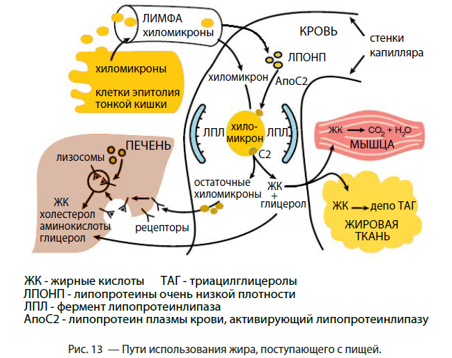 Книги микробиоту. Доктор диетолог. Физиология стройности мелянченко. Физиология стройности мелянченко. Моран кэмпбелл клиническая физиология.