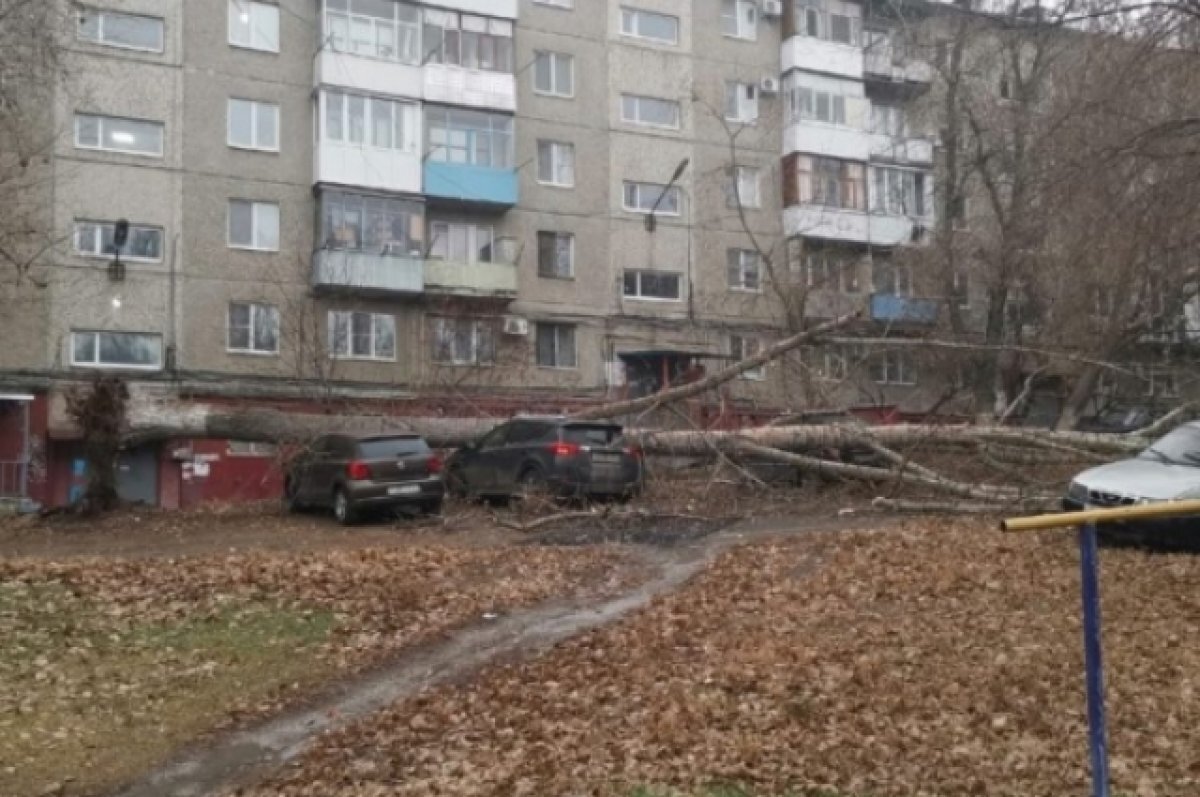    Выборы в общественный совет по озеленению при администрации объявили в Чите