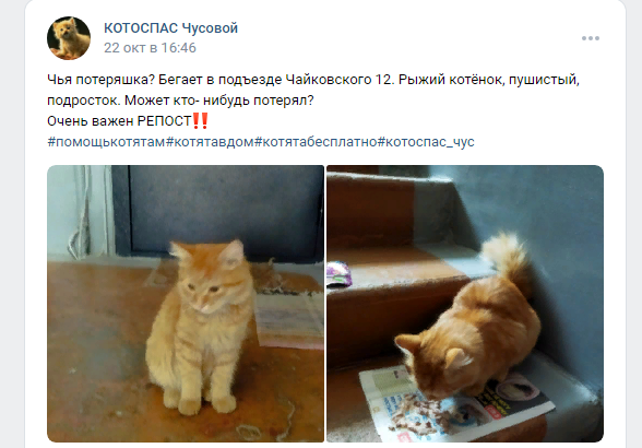 Милый котёнок скромно сидел в подъезде. Думали, что потерялся. Оказалось, что не нужен