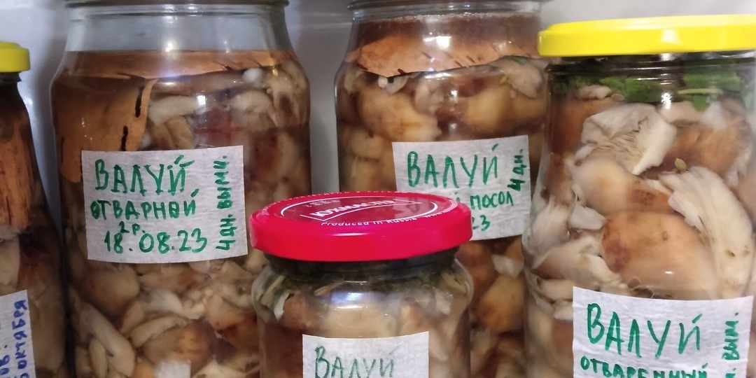 Гриб валуй берет не каждый грибник. Почему так происходит и стоят ли эти грибы внимания